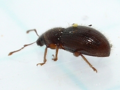 Barypeithes pellucidus