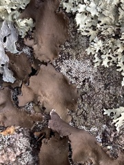 Umbilicaria muhlenbergii