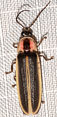 Photinus ardens