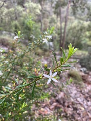 Philotheca hispidula