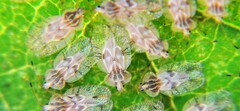 Gargaphia patricia