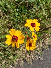 Coreopsis tinctoria