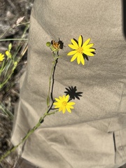 Bradburia pilosa
