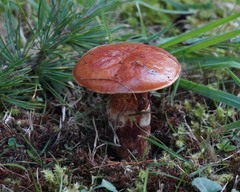 Suillus clintonianus