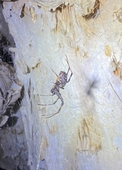 Nephilengys papuana