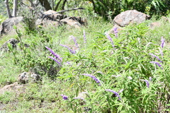 Salvia leucantha