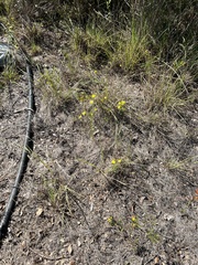 Bradburia pilosa