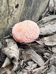 Rhodotus palmatus