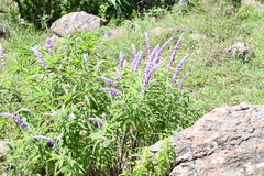 Salvia leucantha