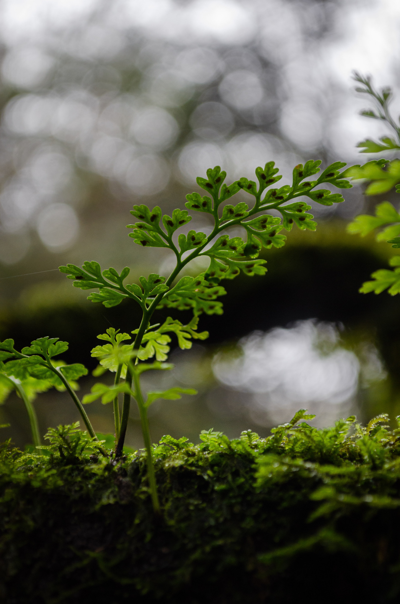 Asplenium dareoides