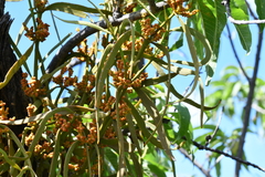 Phoradendron carneum