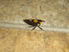 Enchophyllum quinquemaculatum