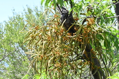 Phoradendron carneum