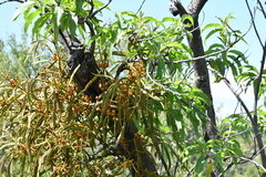 Phoradendron carneum