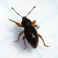 Barypeithes pellucidus