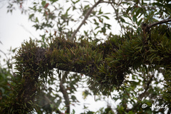 Pyrrosia adnascens