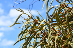 Phoradendron carneum