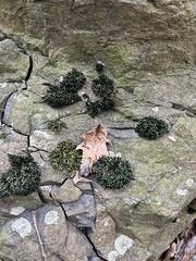 Orthotrichum anomalum