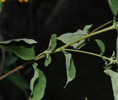 Zaluzania montagnifolia