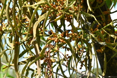 Phoradendron carneum