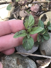 Mentha × piperita