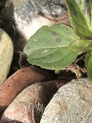 Mentha × piperita