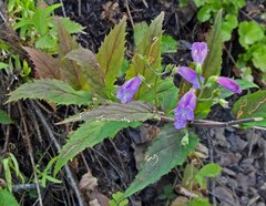 Penstemon serrulatus