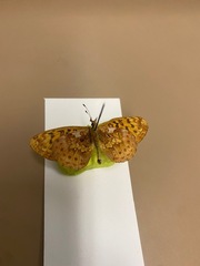 Boloria epithore