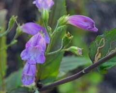 Penstemon serrulatus