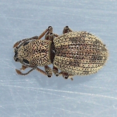 Calomycterus setarius