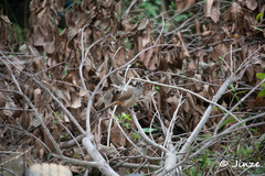 Pterorhinus perspicillatus