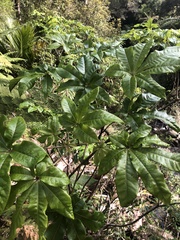 Schefflera digitata