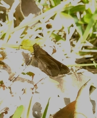 Cymaenes odilia