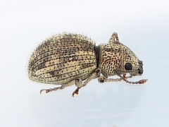 Calomycterus setarius