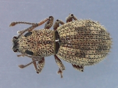 Calomycterus setarius