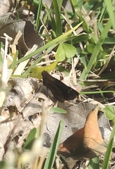 Cymaenes odilia