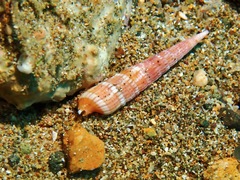 Myurella