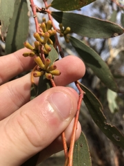 Eucalyptus pauciflora pauciflora