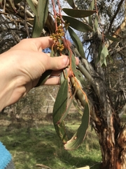 Eucalyptus pauciflora pauciflora