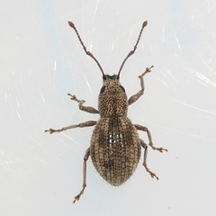 Calomycterus setarius
