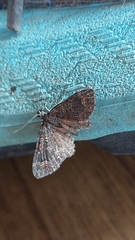 Pasiphilodes testulata