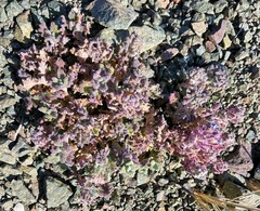 Dracocephalum discolor