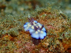 Goniobranchus hintuanensis