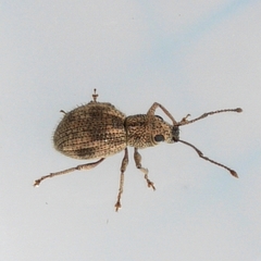 Calomycterus setarius