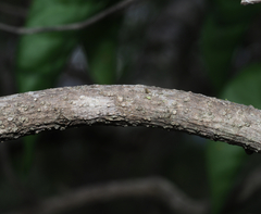 Zaluzania montagnifolia
