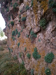 Sarcocapnos enneaphylla