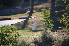 Ardea alba