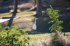 Ardea alba