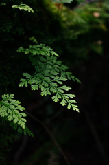 Asplenium dareoides