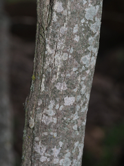 Zaluzania montagnifolia